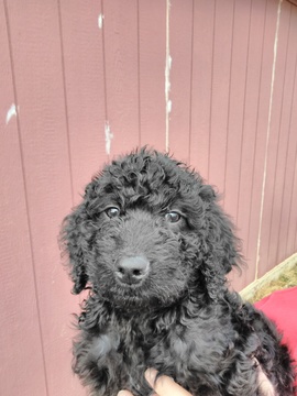 Medium Photo #1 Bernedoodle Puppy For Sale in GODLEY, TX, USA