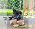Small #1 Labrador Retriever Mix