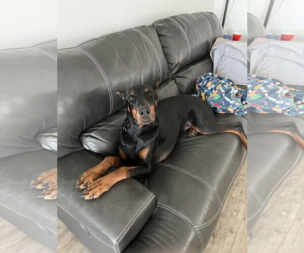 Medium Photo #3 Doberman Pinscher Puppy For Sale in Buffalo, MN, USA