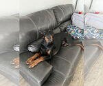 Small #2 Doberman Pinscher