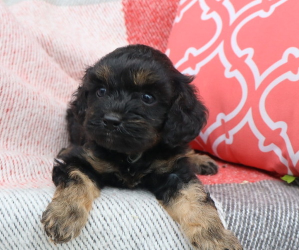 Medium Photo #11 Cavapoo Puppy For Sale in THORP, WI, USA