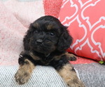 Puppy Blessing Cavapoo