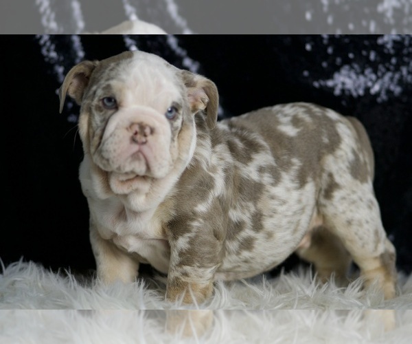 Medium Photo #5 English Bulldog Puppy For Sale in WARSAW, IN, USA