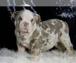Small #4 English Bulldog