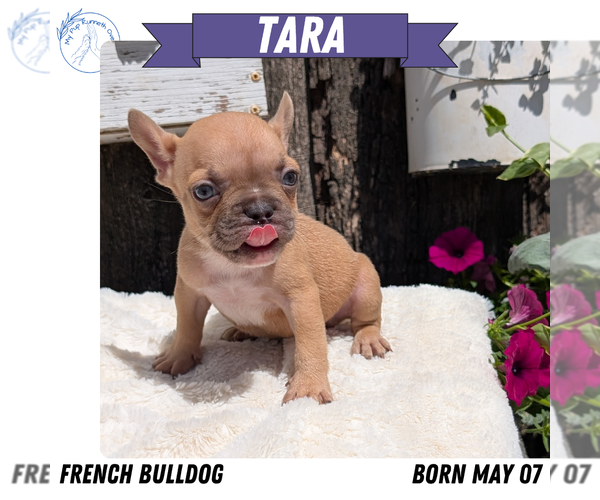 Medium Photo #57 French Bulldog Puppy For Sale in GOSHEN, IN, USA