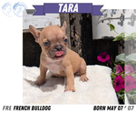 Small Photo #57 French Bulldog Puppy For Sale in GOSHEN, IN, USA