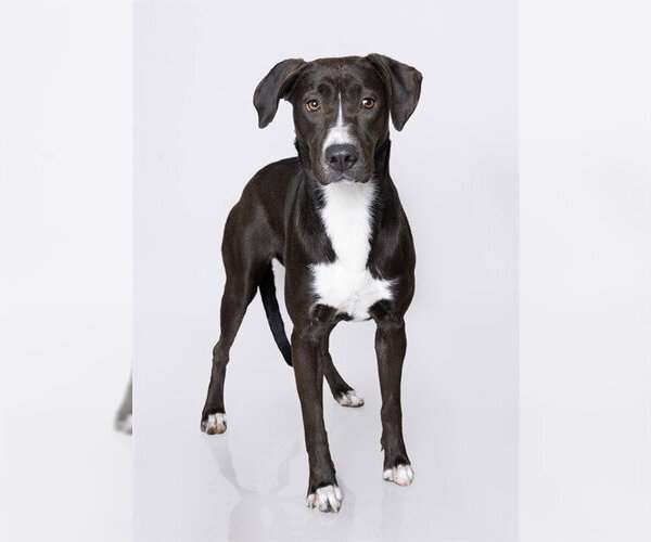 Medium Photo #2 Mutt Puppy For Sale in Ogden, UT, USA