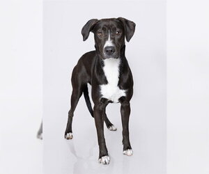 MAMMA - Female Mutt Dog for Adoption - Photo #2