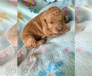 Goldendoodle Puppy for sale in LAMAR, SC, USA