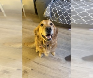 Mother of the Golden Retriever puppies born on 02/06/2026