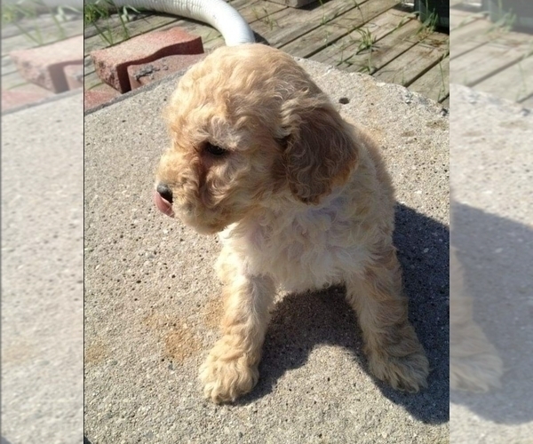 Medium Photo #2 Goldendoodle Puppy For Sale in FREMONT, CA, USA