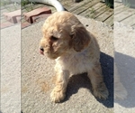 Small Photo #2 Goldendoodle Puppy For Sale in FREMONT, CA, USA