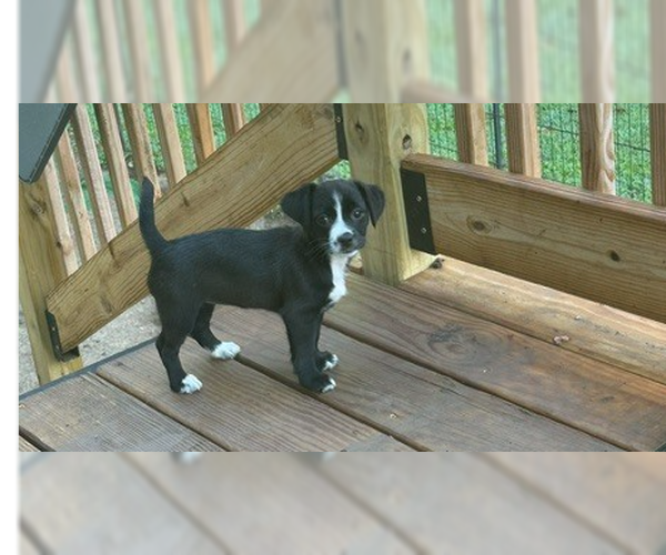 Medium Photo #1 Havanese-Unknown Mix Puppy For Sale in Evansville, IN, USA