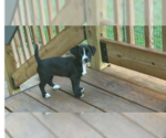 Small Havanese Mix