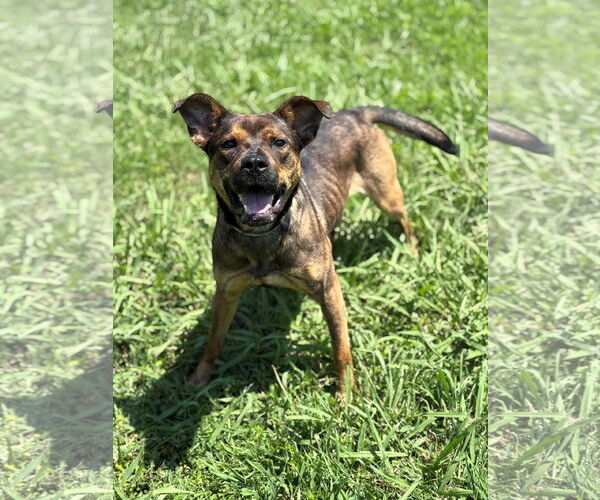 Medium Photo #4 Mutt Puppy For Sale in Virginia Beach, VA, USA