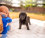 Puppy Einstein Goldendoodle-Poodle (Standard) Mix