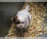 Small Photo #3 Shih Tzu Puppy For Sale in CARROLLTON, GA, USA