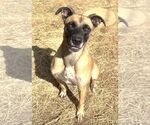 260341  Koda - Female Boxer-Unknown Mix Dog for Adoption - Small photo