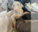 Small Photo #14 Doberman Pinscher Puppy For Sale in PITTSBURGH, PA, USA