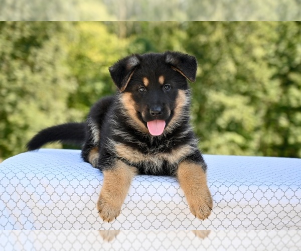 Medium Photo #3 German Shepherd Dog Puppy For Sale in MILLERSBURG, OH, USA