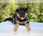 Small #2 German Shepherd Dog
