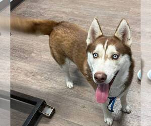 Siberian Husky Dogs for adoption in Carrollton, TX, USA