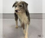 Rosie - Female Australian Shepherd-Unknown Mix Dog for Adoption - Small photo