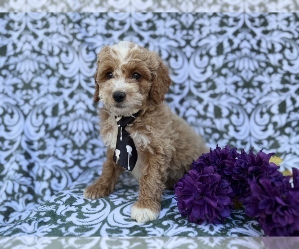 Medium Photo #2 Cock-A-Poo Puppy For Sale in LAKELAND, FL, USA