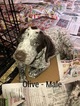 Small Photo #4 German Shorthaired Pointer Puppy For Sale in BROOKS, OR, USA