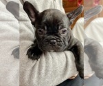 Small Photo #12 French Bulldog Puppy For Sale in SACRAMENTO, CA, USA