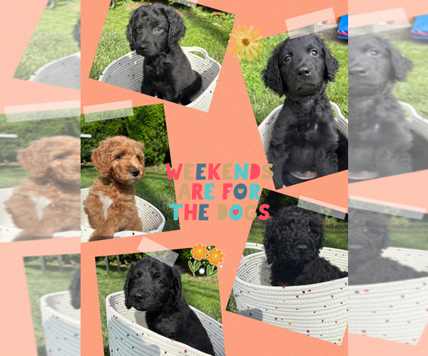 Medium Photo #1 Goldendoodle Puppy For Sale in BLUEFIELD, WV, USA