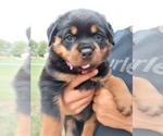 Small Photo #3 Rottweiler Puppy For Sale in LEOLA, PA, USA