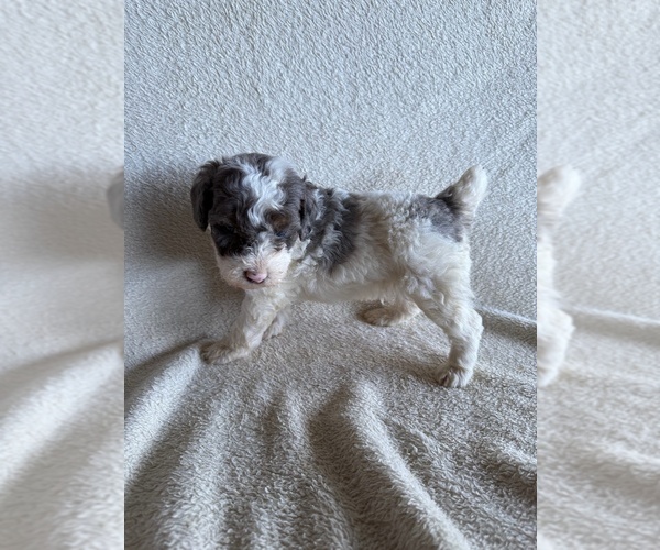 Medium Photo #2 Poodle (Miniature) Puppy For Sale in MUNFORDVILLE, KY, USA
