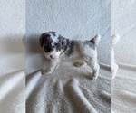 Small #1 Poodle (Miniature)