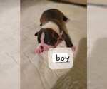 Small Photo #1 Boston Terrier Puppy For Sale in WICHITA, KS, USA