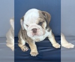 Small #9 English Bulldog