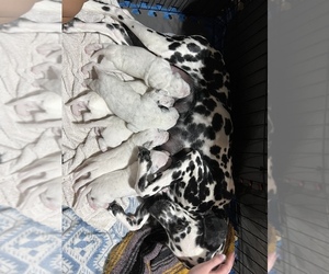 Mother of the Dalmatian puppies born on 06/22/2022