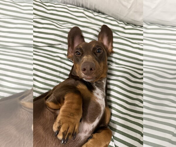 Medium Photo #3 Dachshund Puppy For Sale in Fruitland, SC, USA
