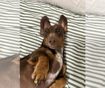 Small Photo #3 Dachshund Puppy For Sale in Fruitland, SC, USA