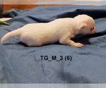 Small #18 Chihuahua