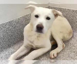 Labrador Retriever Dogs for adoption in Houston, TX, USA