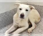 GEORGIE - Male Labrador Retriever Dog for Adoption - Small photo