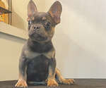 Small #2 French Bulldog