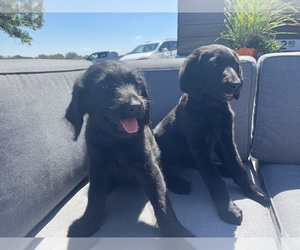 Labradoodle Puppy for sale in CHARITON, IA, USA