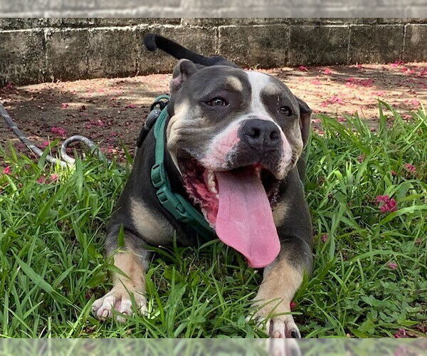 Medium Photo #2 American Bulldog-Unknown Mix Puppy For Sale in  Katy, TX, USA