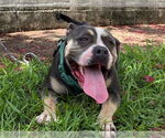 Small #1 American Bulldog Mix