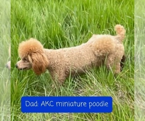 Father of the Poodle (Miniature) puppies born on 01/09/2023