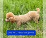 Small Photo #1 Poodle (Miniature) Puppy For Sale in LEBANON, OR, USA