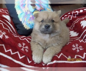 Chow Chow Puppy for sale in MIDDLEBURG, FL, USA