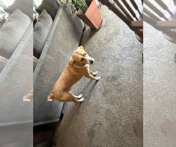 Medium Photo #3 Feist Terrier-Siberian Husky Mix Puppy For Sale in Brooksville, FL, USA